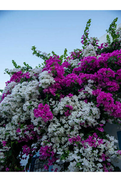 serada decor & plant Videolu Çift Renk Pembe Beyaz Begonvil Çiçeği Fidanı 1 A...