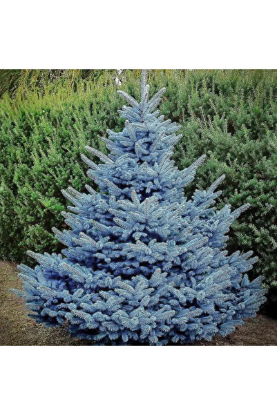 Ecoterapia Brad argintiu – Ghiveci de 4 l, 30 cm, Conifer ornamental veșnic v...