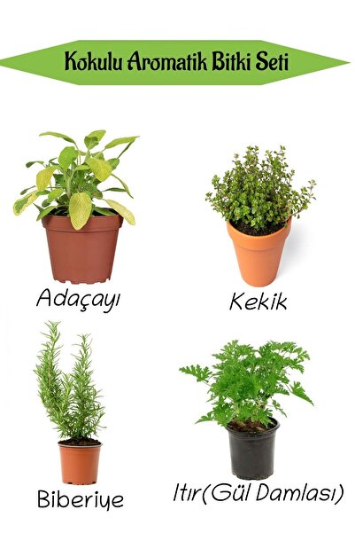 Nura Botanik Aromatik KOKULU Mutfak Seti Adaçayı+Kekik+Biberiye+Itır Çiçeği F...