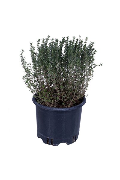 Nura Botanik Aromatik Dağ Kekik Fidesi 1 Adet Zahter 30-40 Cm