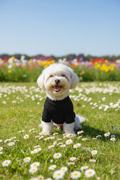 Lokums Handmade Basic Dog Clothes (for Small and Medium Breeds)