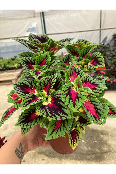Çiçek Her Yerde Coleus blumei (Yaprak Güzeli “Alev Kalbi”)