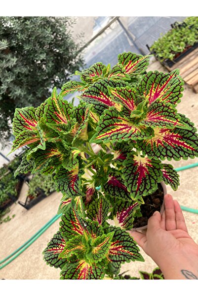 Çiçek Her Yerde Yaprak Güzeli – Alev Damarı (Coleus blumei)