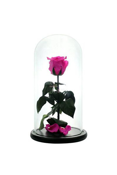 velve Trandafir Criogenat in cupola de sticla cu blat negru, pe pat de petale...