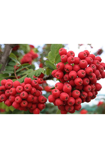 abelia fidancılık Üvez Fidanı 1L Saksıda