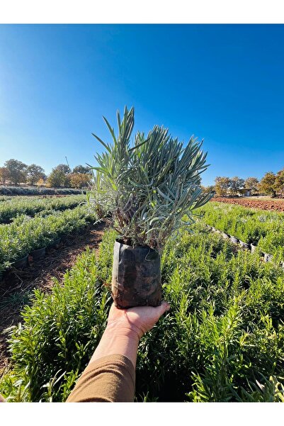 Onites Tüplü Lavanta Fidesi 2 Adet Canlı Bitki, Bahçe ve Peyzaj İçin Dolgun
