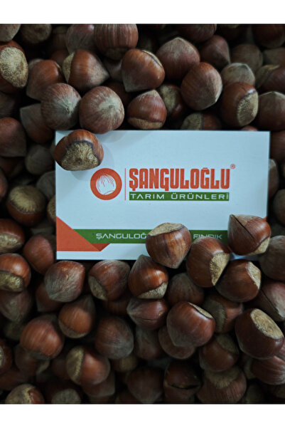 ŞANGULOĞLU AKÇAKOCA SARI FINDIK FİDANI TÜPLÜ 2 YAŞ