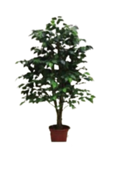 jonaeinah شجرة صناعية شجرة الفيكس 0063 ارتفاع 120سم