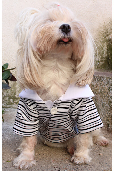 petite pati Polo Yaka Siyah Çizgili tshirt – Şık ve Sıcak Kışlık Köpek Giysisi