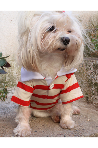 petite pati تيشيرت بولو ياقة بيج كريمي للكلاب - ملابس أنيقة ودافئة للكلاب في ...