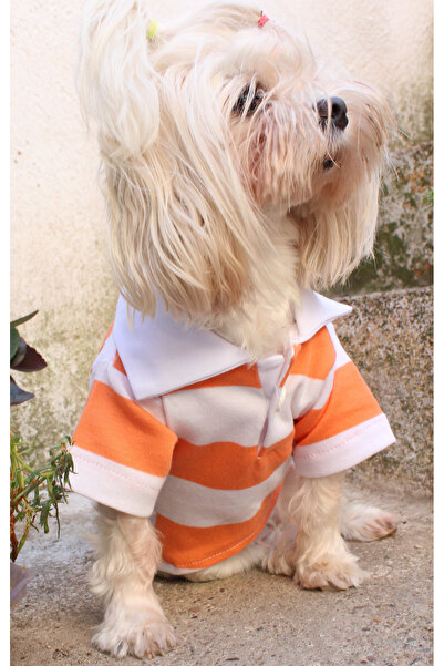 petite pati Polo Yaka Turuncu Çizgili Köpek tshirt – Şık ve Sıcak Kışlık Köpe...
