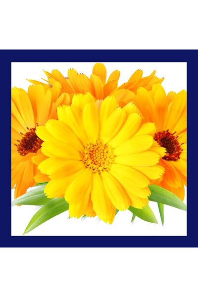 AmazingOils- TOUCH THE SENSES GALBENELE - ulei macerat (calendula officinalis...