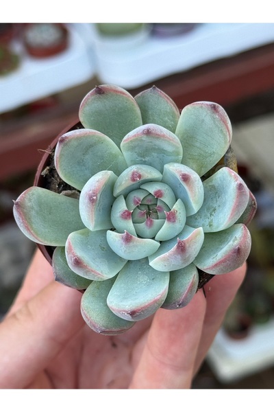 SukuLand Echeveria chihuahuaensis koleksiyonluk özel tür sukulent 5,5cm saksıda
