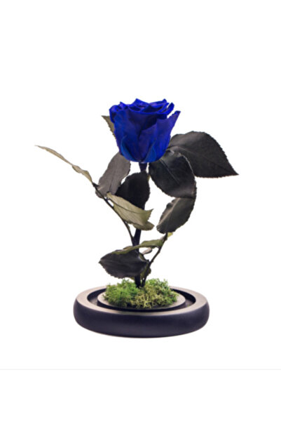 velve Trandafir Criogenat in cupola de sticla cu blat negru, pe pat de petale...