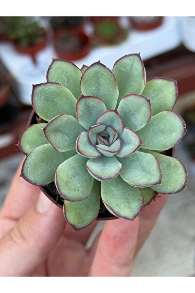 SukuLand Echeveria Monami Kore ithal özel tür sukulent 5,5cm saksıda