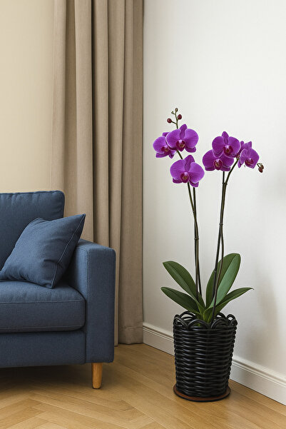 RaddanCore PREMİUM KÜÇÜK BOY ORKİDE SAKSILIĞI