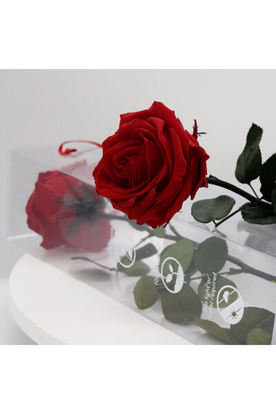 velve Trandafir Criogenat cu tija, 56 cm