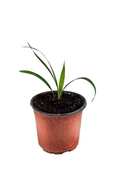 peyzajyagmur Palmiye Ağacı Fidanı 20-30 Cm Küçük yavru fidan