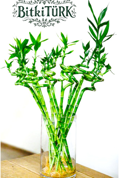 BitkiTÜRK -3 Adet Şans Bambusu (luck bamboo) 40/90 cm Salon bitkisi