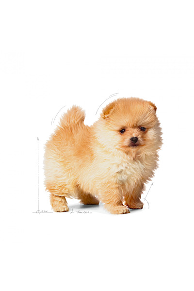 Royal Canin Mını Indoor Puppy Küçük Irklar Için Indoor Yavru Kuru Köpek Maması 1.5kg