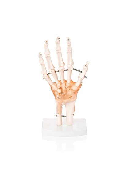 Genel Markalar El Eklemi Modeli Ligamentli El Eklemi Maketi Ligamentli