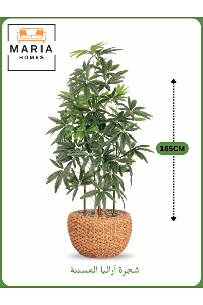 MARIA HOMES شجرة أراليا اصطناعية بطول 185 سم مع 5 فروع في وعاء أصفر - ديكور د...