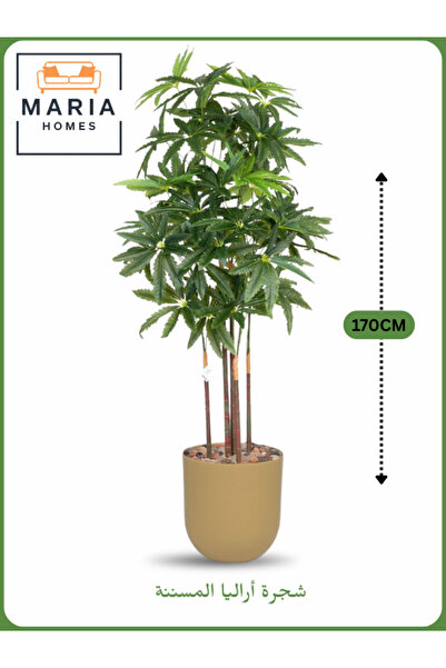MARIA HOMES Artificial Aralia Tree 170 cm – 5 Branches with Beige Plastic Pot