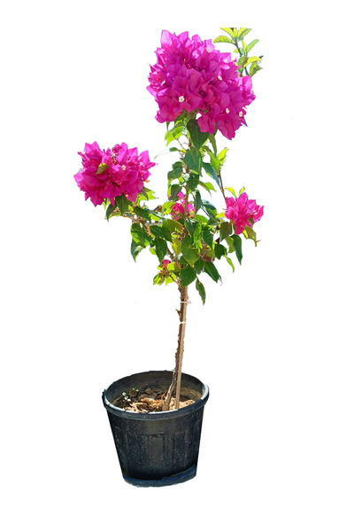 Begonvilist Saksıda Bodur Begonvil Dayanıklı Tür Yoğun Fuşya Çiçekli