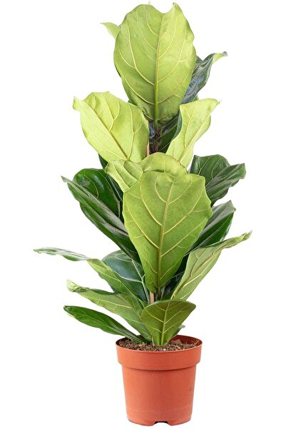 SAKURA BOTANİK Ficus lyrata ( Keman Yapraklı Kauçuk) 70-90 cm