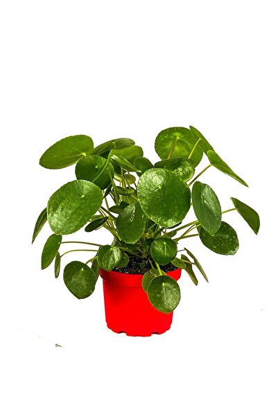 SAKURA BOTANİK Çin Para Çiçeği (Pilea peperomides )