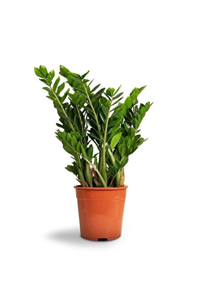 SAKURA BOTANİK Zamia (Zamioculcas Zamiifolia) 30-40 cm Üretim Saksılı