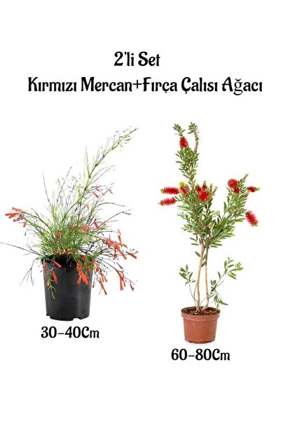 serada decor & plant Kırmızı Renk Mercan Çiçeği Fidanı+Fırça Çalısı Ağacı Fid...