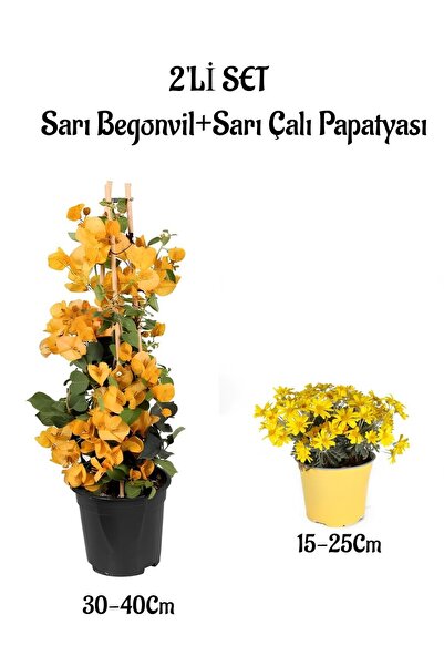 Nura Botanik Sarı Renk Begonvil Çiçeği +Sarı Çalı Papatyası Çiçeği 2li Set Dı...