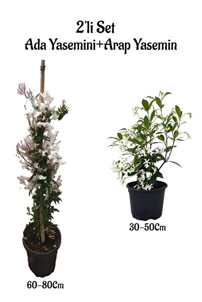 serada decor & plant Mis Kokulu Ada Yasemini Fidanı +Arap Yasemini Fidanı 2'l...