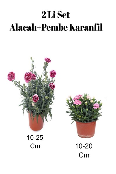 serada decor & plant 2'Li Set Alacalı Kırmızı Karanfil+ Pembe Karanfil Çiçeği Dış Mekan Bitkisi