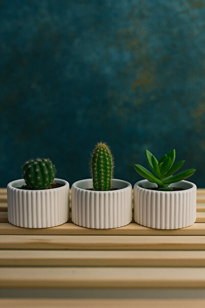 Omerella 3 Lü Sukulent Kaktüs Saksı