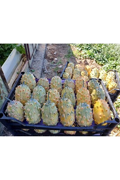 ARI ORGANIC Kiwano (kivano) meyvesi 1 Adet