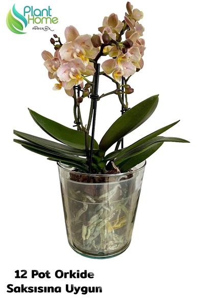 plant-home Cam Orkide Saksısı - 12 Pot Cam Orkide Saksısı - Cam Saksı Vazo