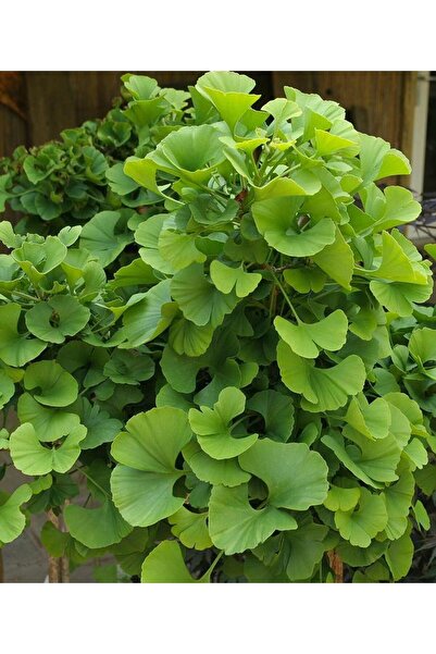 Ecoterapia Ginkgo Biloba – ghiveci 3–4L, 80 cm, arbore ornamental veșnic verde, frunze elegante și sănă