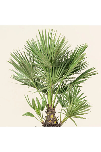 Ecoterapia Νάνος μεσογειακός φοίνικας – γλάστρα 30 cm, ανθεκτικός στο κρύο, ε...