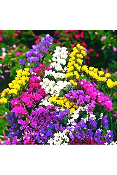 prestijiseed 20 Adet Tohum Karışık Deniz Lavantası Çiçek Tohumu Limonium Çiçe...