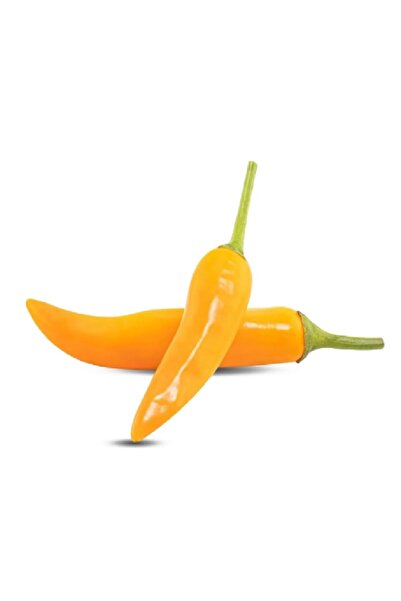 prestijiseed 20 Adet Tohum Acı Sarı Şili Biber Tohumu Sarı Chıllı Biber Tohumu