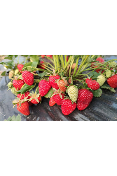 abelia fidancılık Yediveren Albion Çilek Fidesi 45 Adet