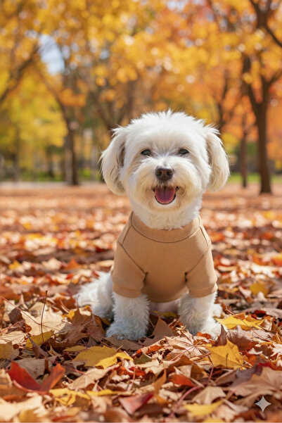 Lokums ملابس أساسية للكلاب مصنوعة يدويًا (للفئات الصغيرة والمتوسطة)