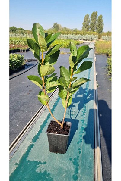 abelia fidancılık 1.5 Yaşında Aronya Fidanı 50’li Paket