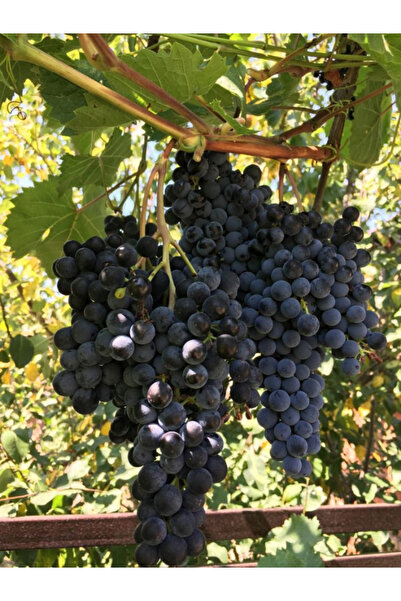 abelia fidancılık Siyah Kokulu Laz Üzümü İzabella 1L Saksıda