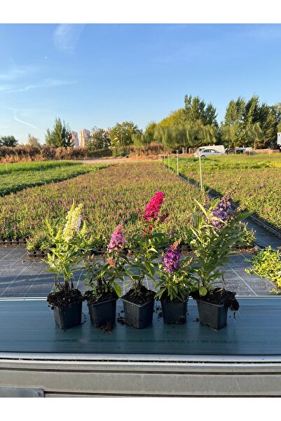 abelia fidancılık 5'li Kelebek Çalısı Seti - Buddleja Davidii