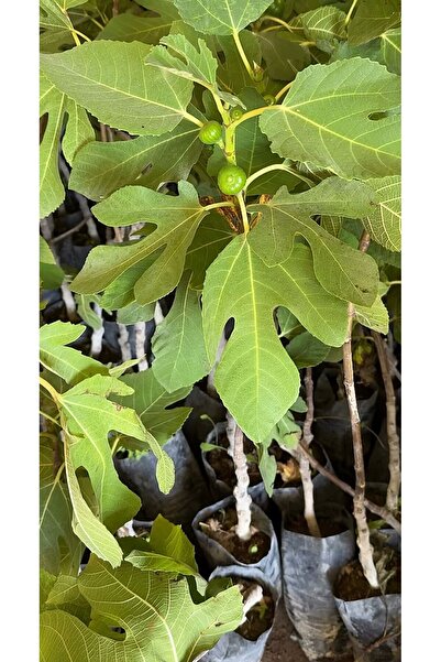 abelia fidancılık Bursa Siyahı İncir Fidanı Dürdane 2.5 Yaş 1.5L Saksıda