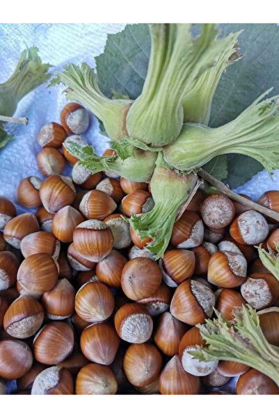 ŞANGULOĞLU ORDU GÜRGENTEPE ÇAKILDAK FINDIK FİDANI TÜPLÜ 2 YAŞ