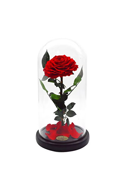 Share the Love Timeless Red Rose in Glass Dome – Preserved Single Rose for Lasting Love and Elegance
